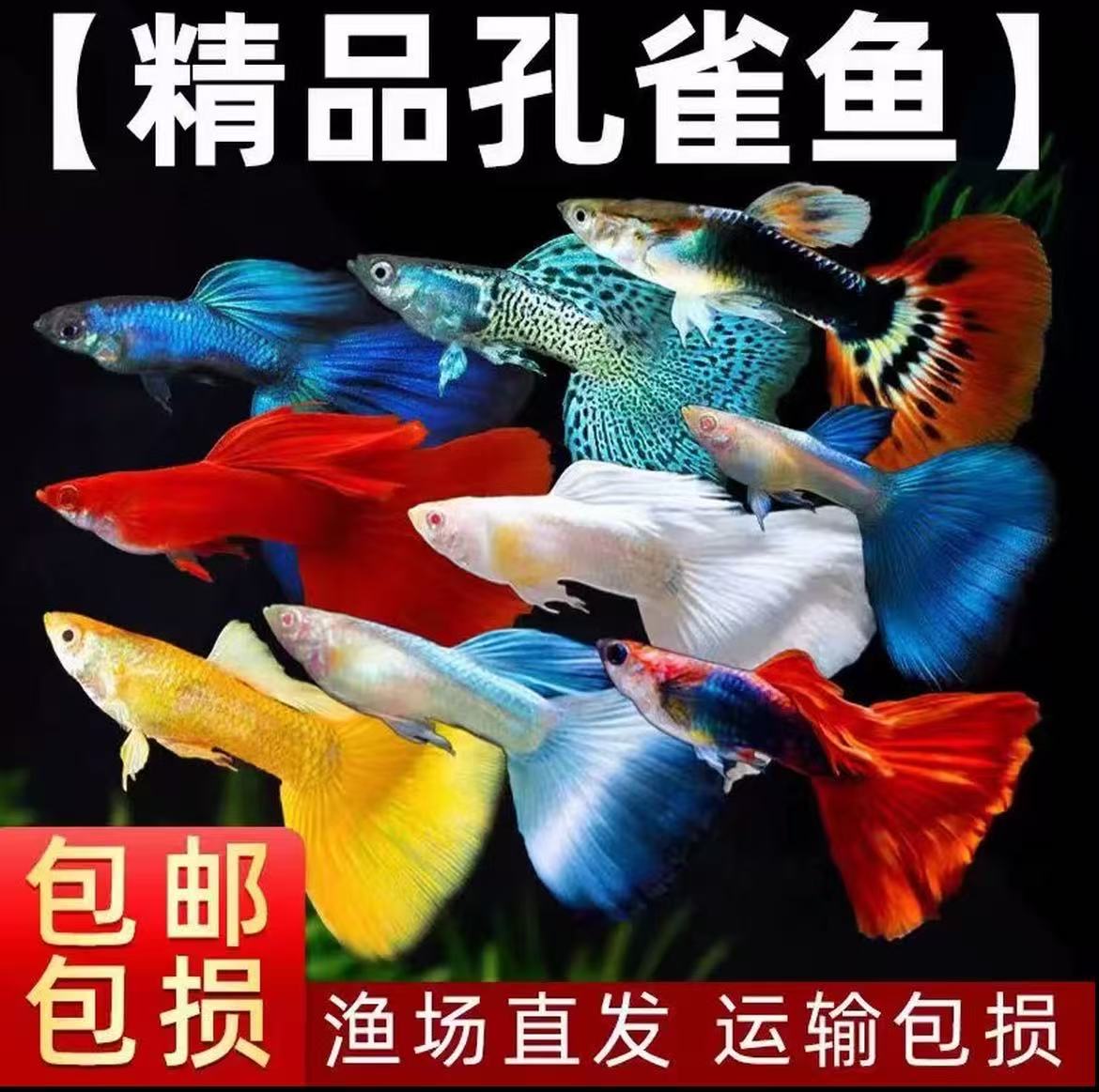 【孔雀鱼单品】小型热带淡水活鱼观赏鱼孔雀鱼