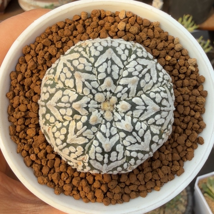 茶*丸实生V兜仙人球1499