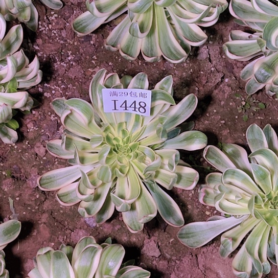 1448青莲多肉植物