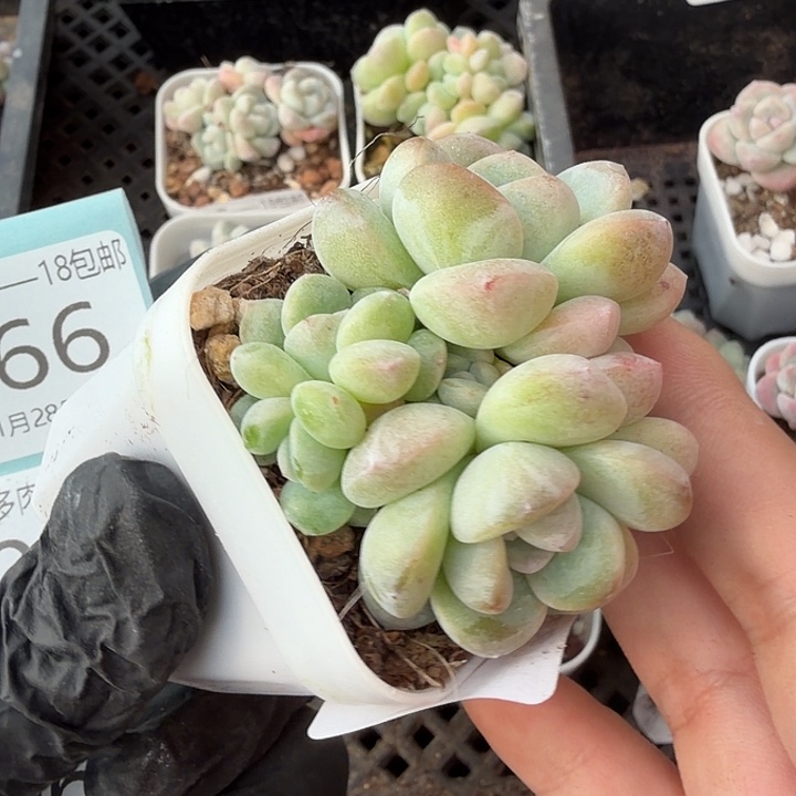 65 号到手1框-……一物一拍