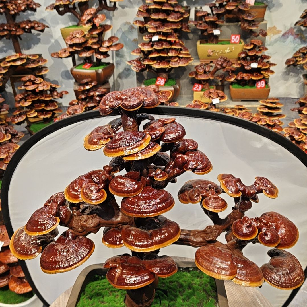 赤灵芝灵芝盆景灵芝花