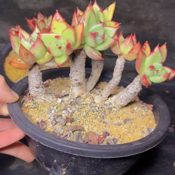 特价老桩赤心老桩多头