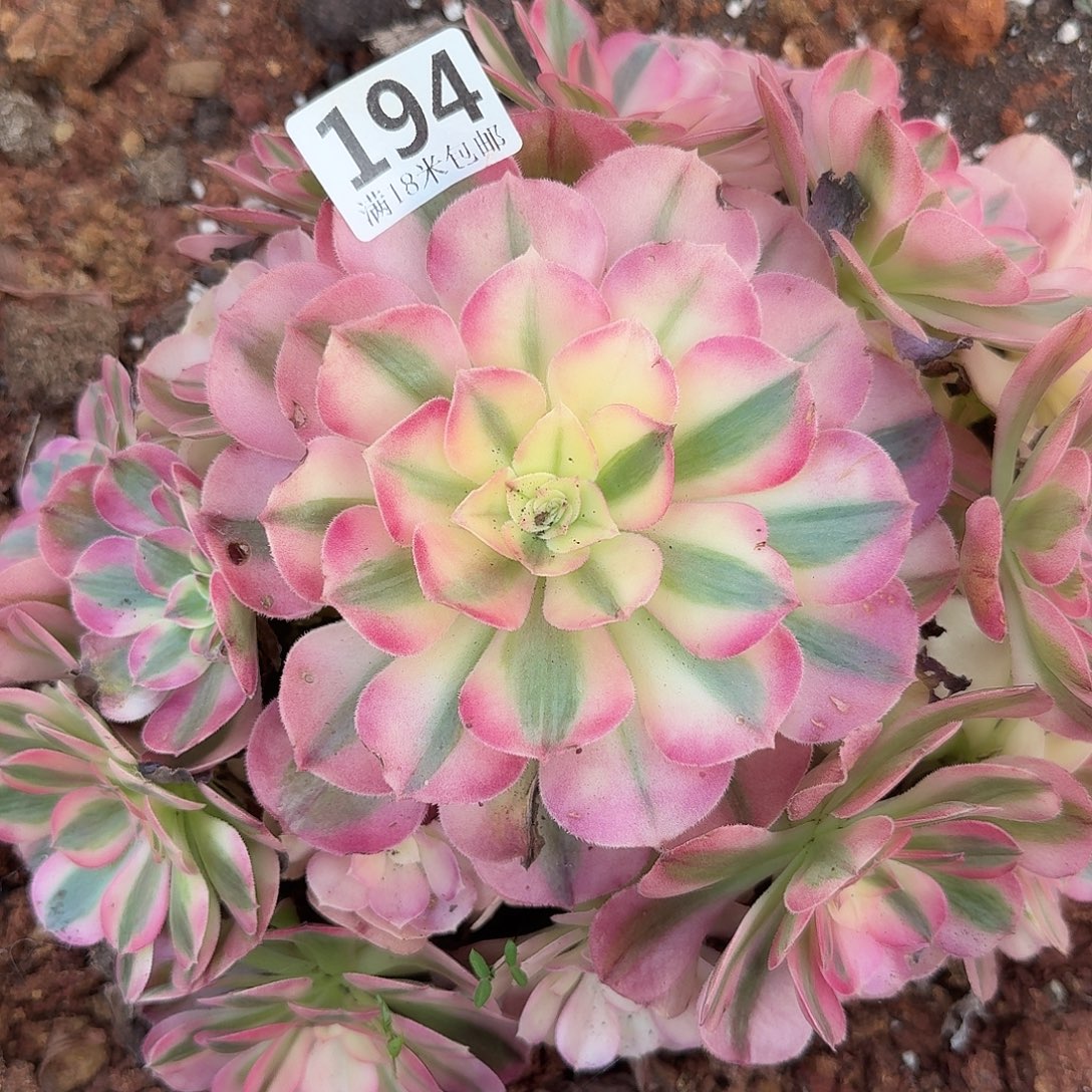 194倾城捧花福利发货