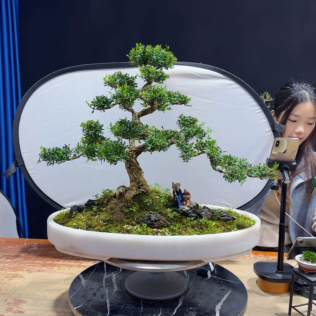 黄杨室内室外盆景