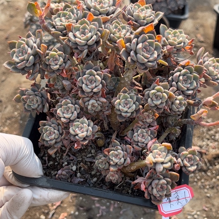 莫***莫粉布偶一颗140一颗