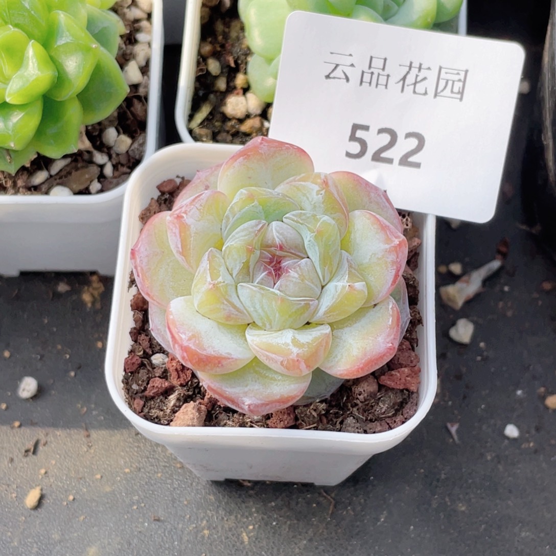 钮***肉522号糖心冰心珍妮 