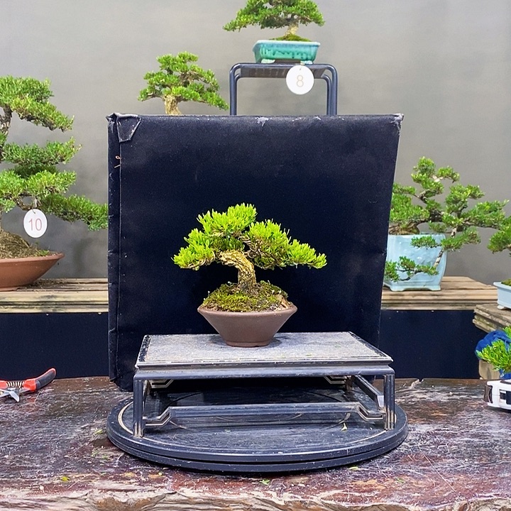 无花朵M黄杨盆景四季常青