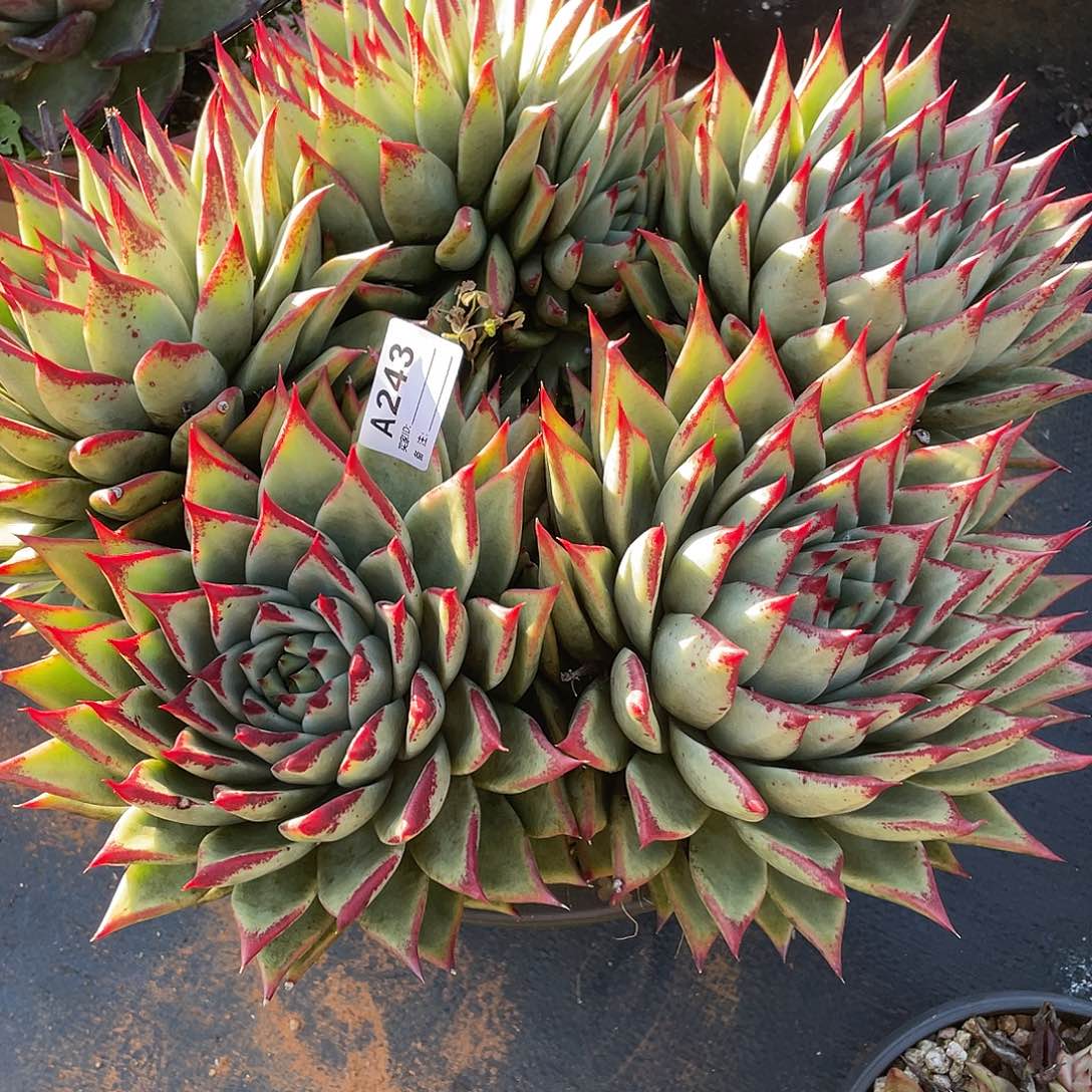 水***色若如东云单拍A243