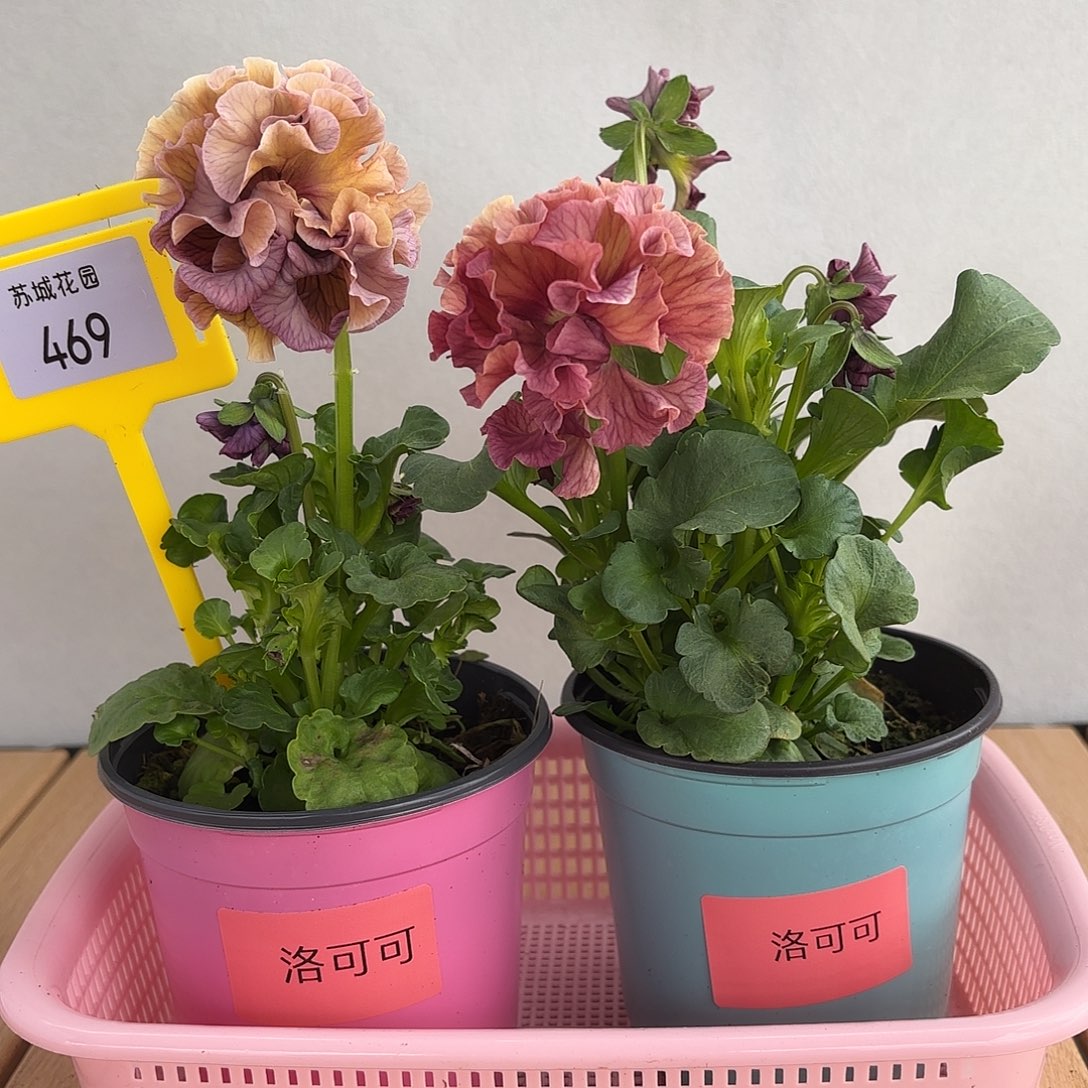 大部分开放少量花苞469