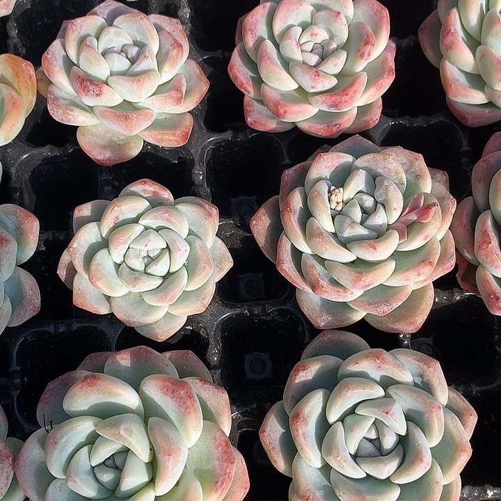 一物一拍，冰玉单头10颗