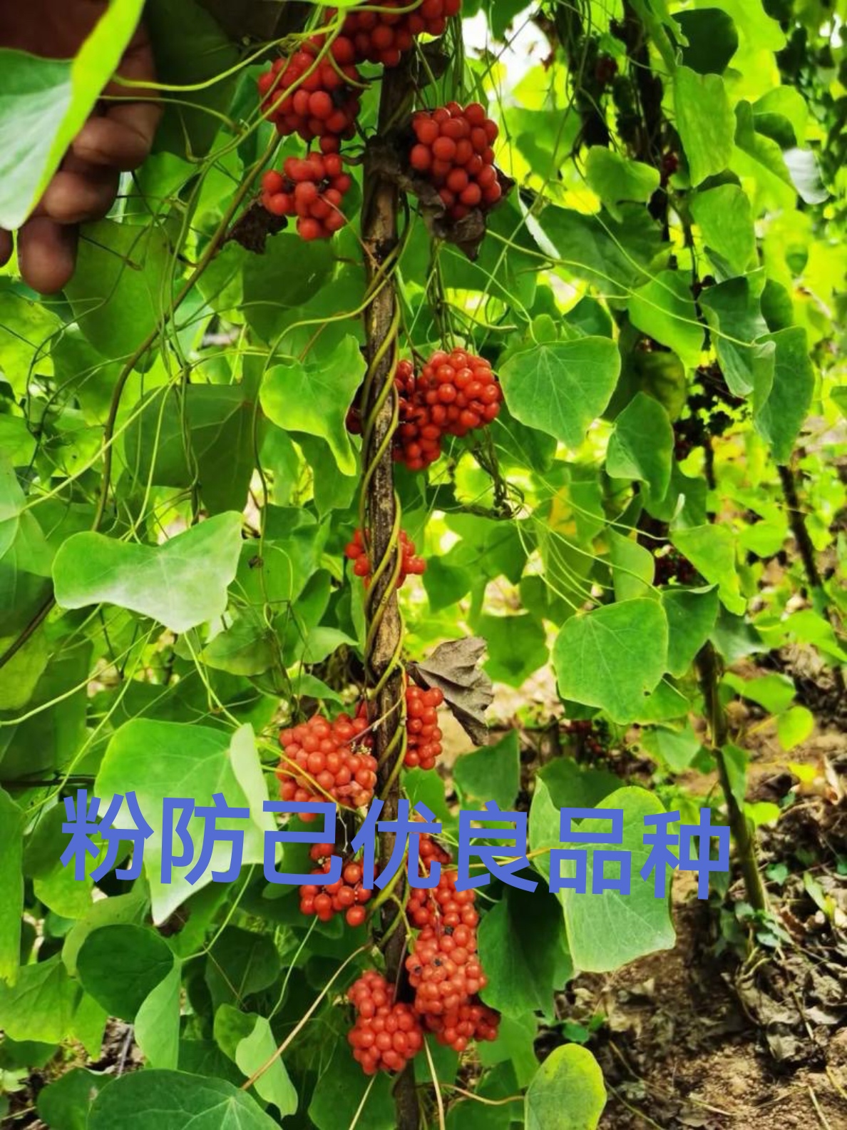 支持三农发展粉防己种苗种子