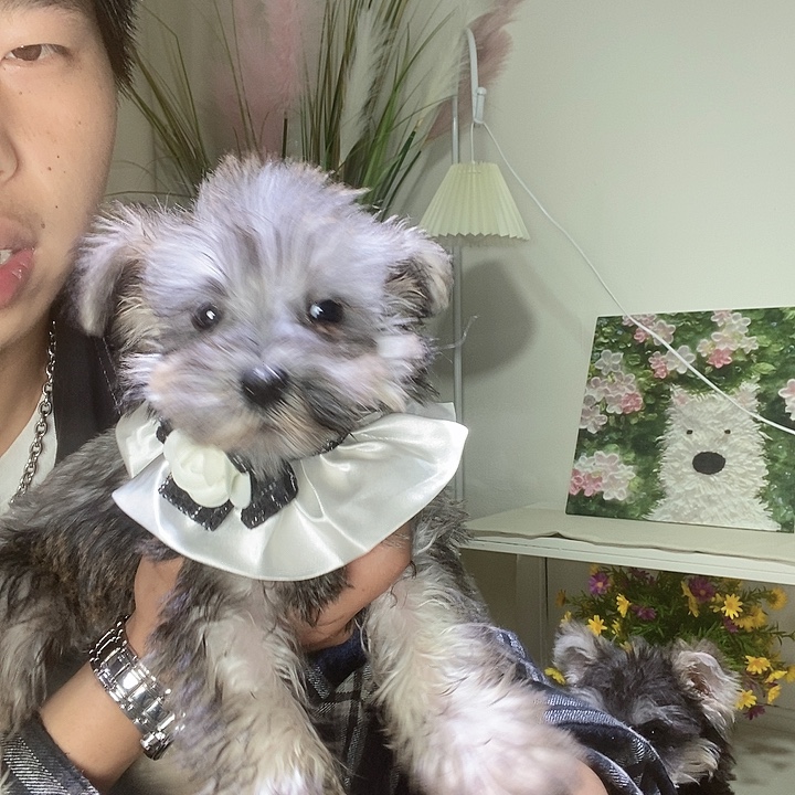 雪纳瑞雪纳瑞弟弟