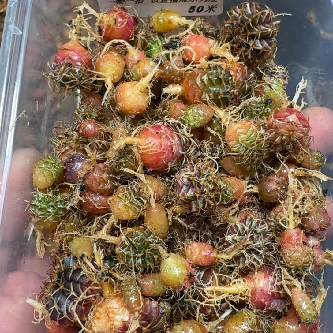 米哈实生自然锦练手球120颗左右179