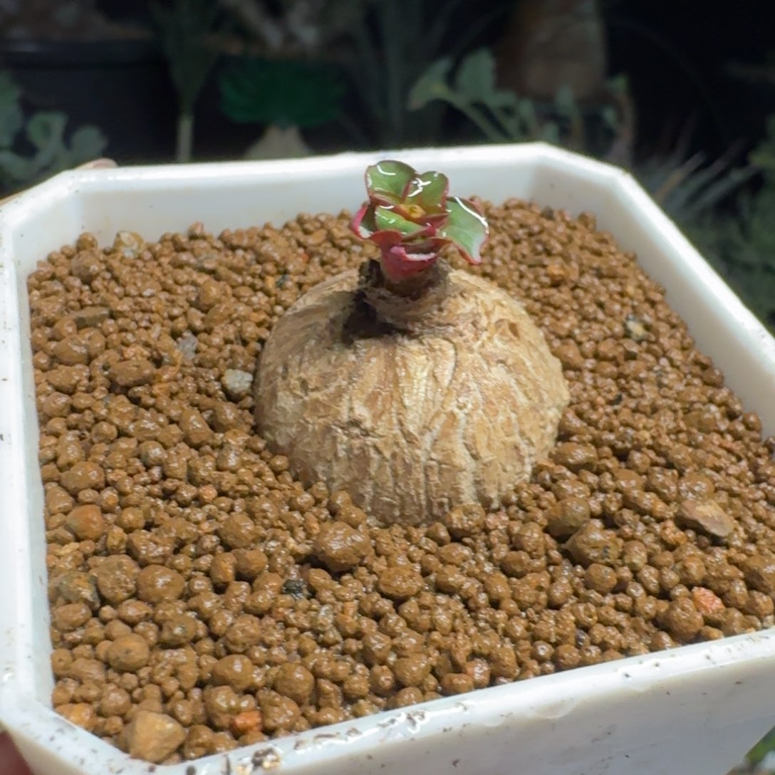 玫瑰大戟一物一拍多肉