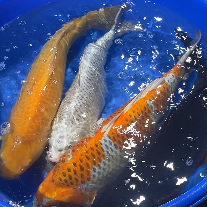 海水鱼赤目芒果黑鱼