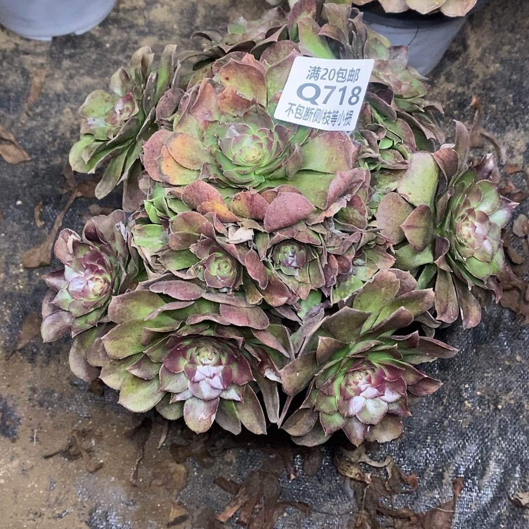 718万圣节沙拉碗多肉