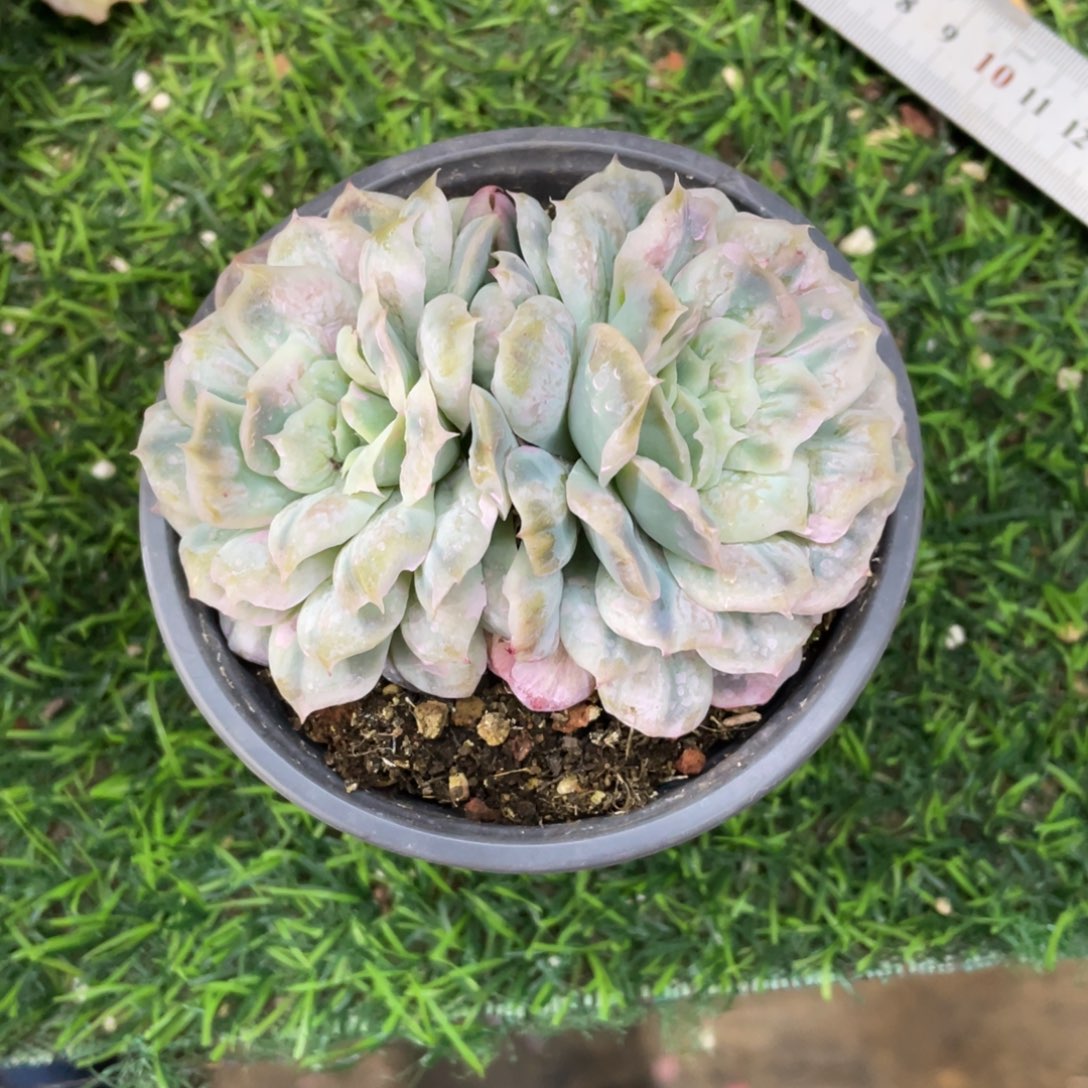 杨***瞳泡泡纱裙冠幅10 公分一物一拍