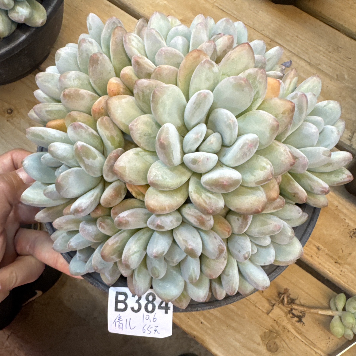 B384，大倩，多肉植物香水