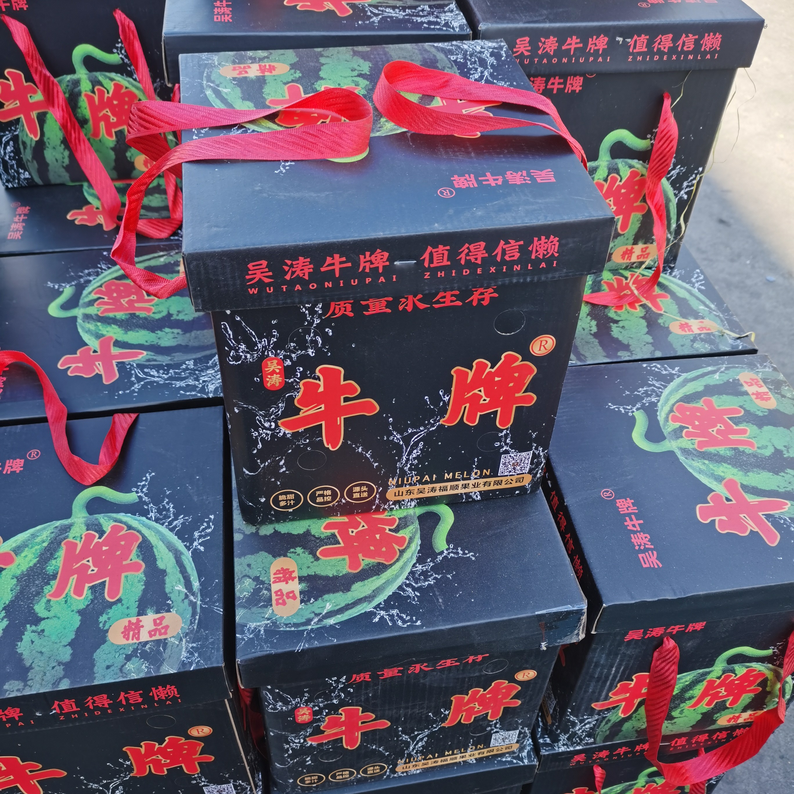 牛牌西瓜一个约8-10斤65一箱一个