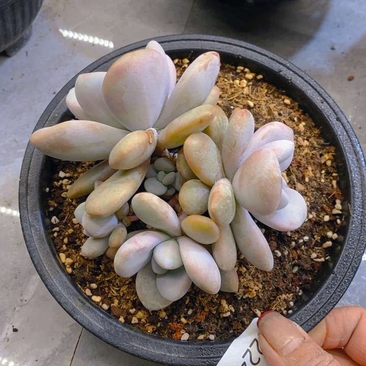 夏悦多肉 0224-107粉兔