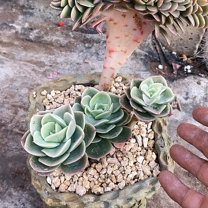 ?****?星娜塔多肉植物1-3