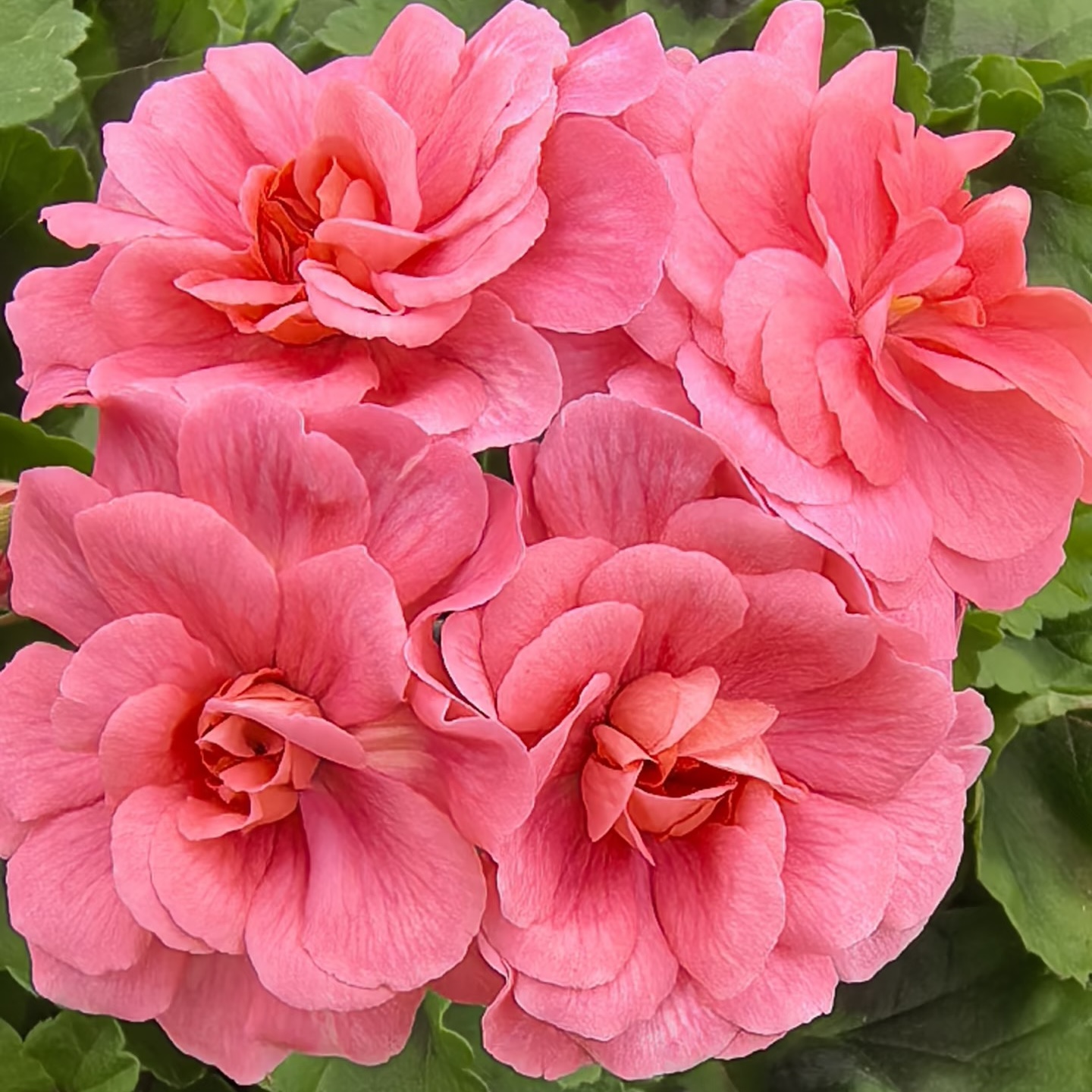 【摩洛哥公主】天竺葵四季花卉室内外观花植物（不拍保温 不包冻损）