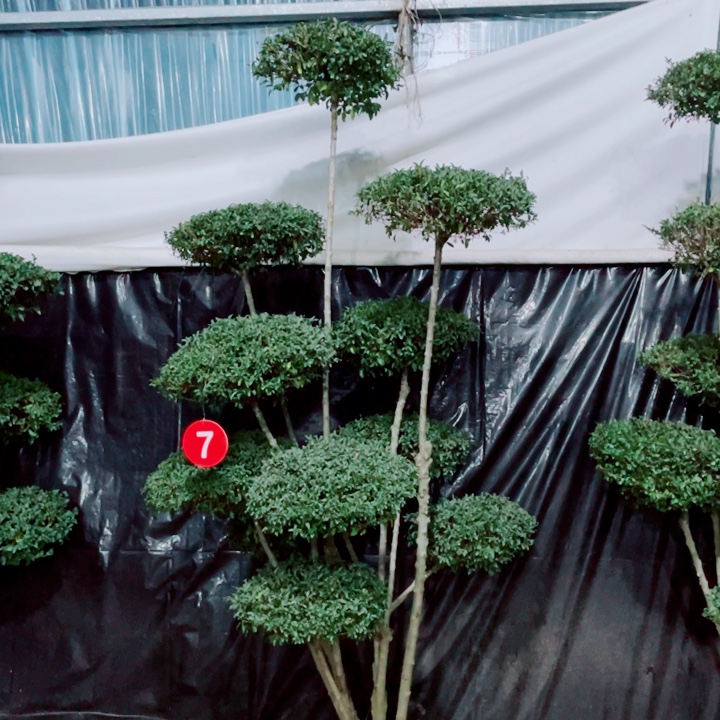 无花朵一物一拍一物一图