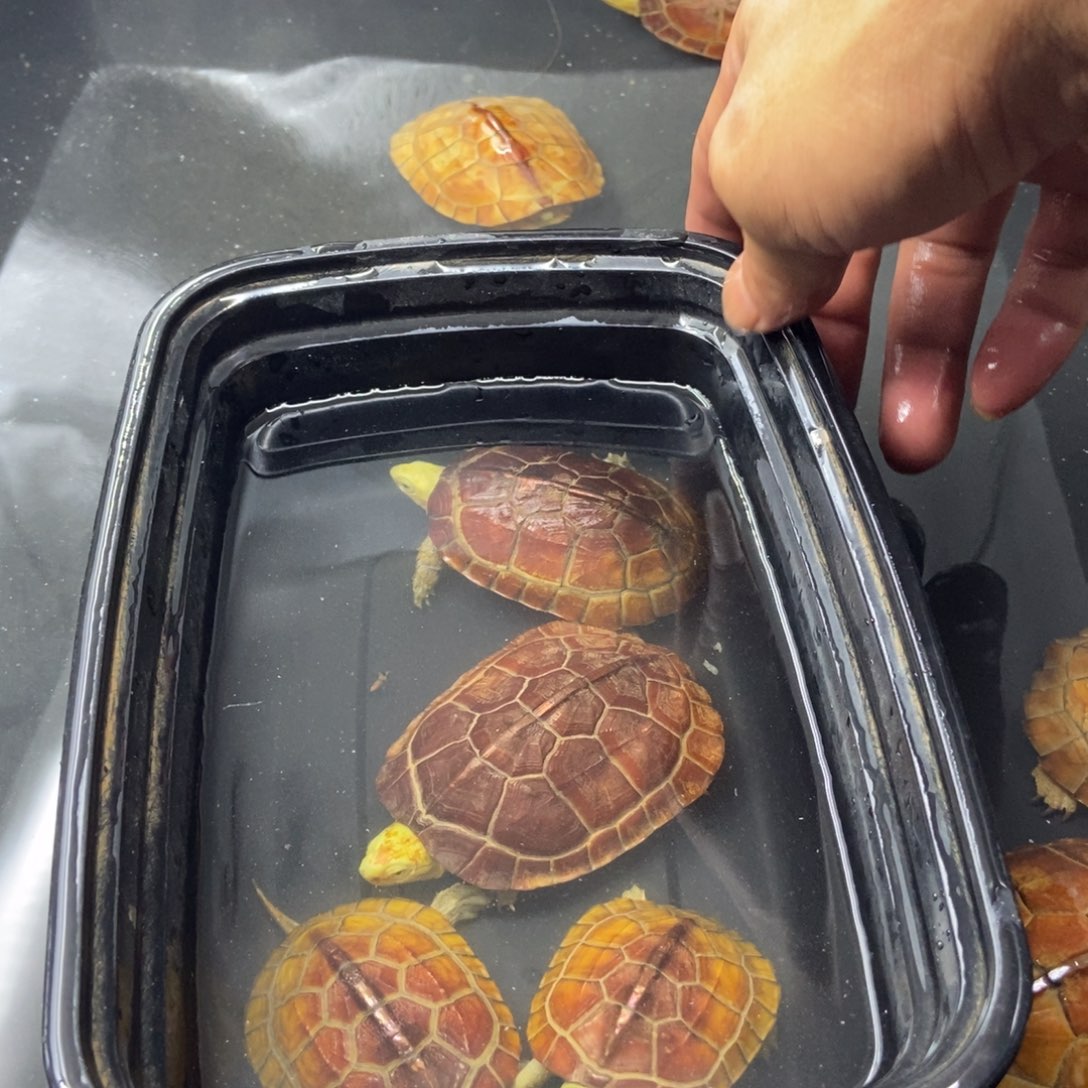 公绿毛龟早*风不分