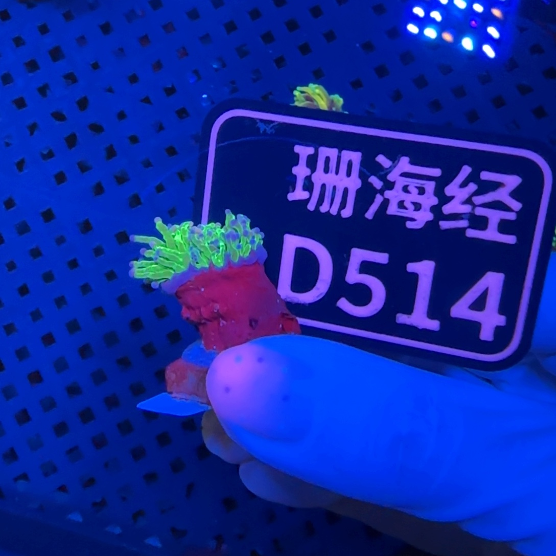 斯***亚纽扣珊瑚又又不包邮肉短印尼绿火柴D514
