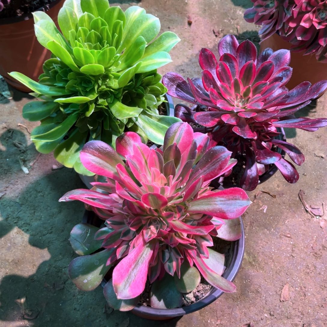 多肉植物法师3颗622