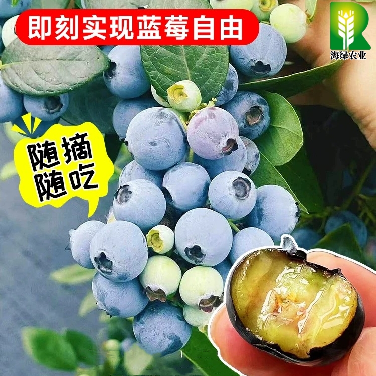 花香蓝莓酸甜带花带果12-24mm1克L25L45miao大果花香蓝莓当年结果蓝莓瞄江苏新鲜江苏省