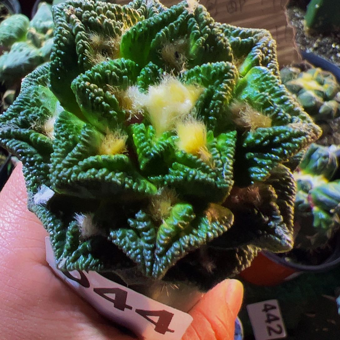 无花朵隔尤辛顿牡丹544