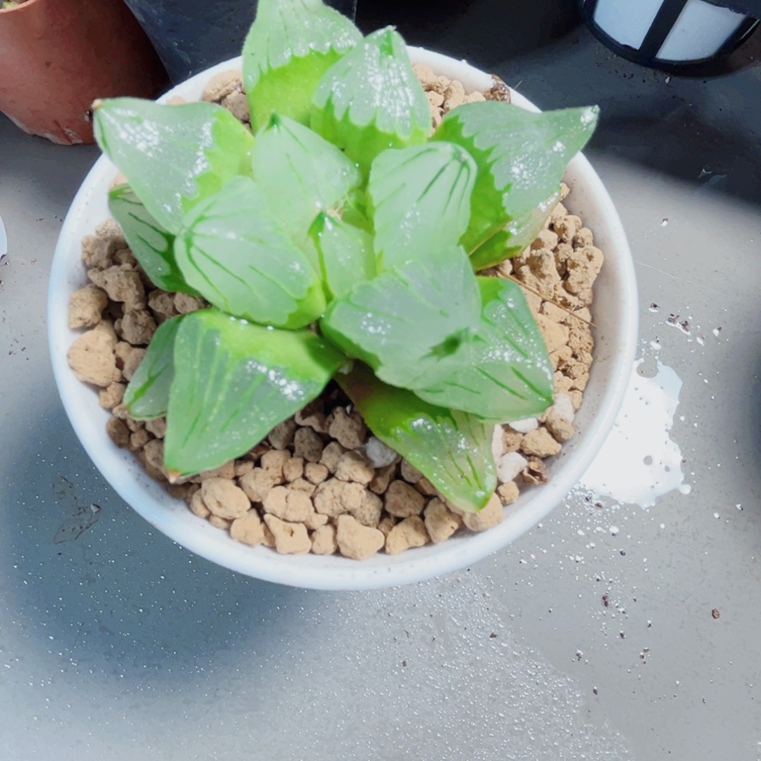 冰城寿多肉植物6666