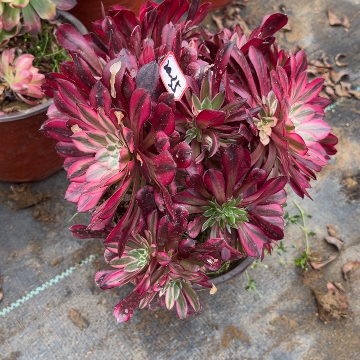 20-35红铜有砍过瑕疵处理不包售后多肉