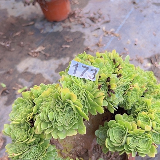 不***心多肉植物一个有伤