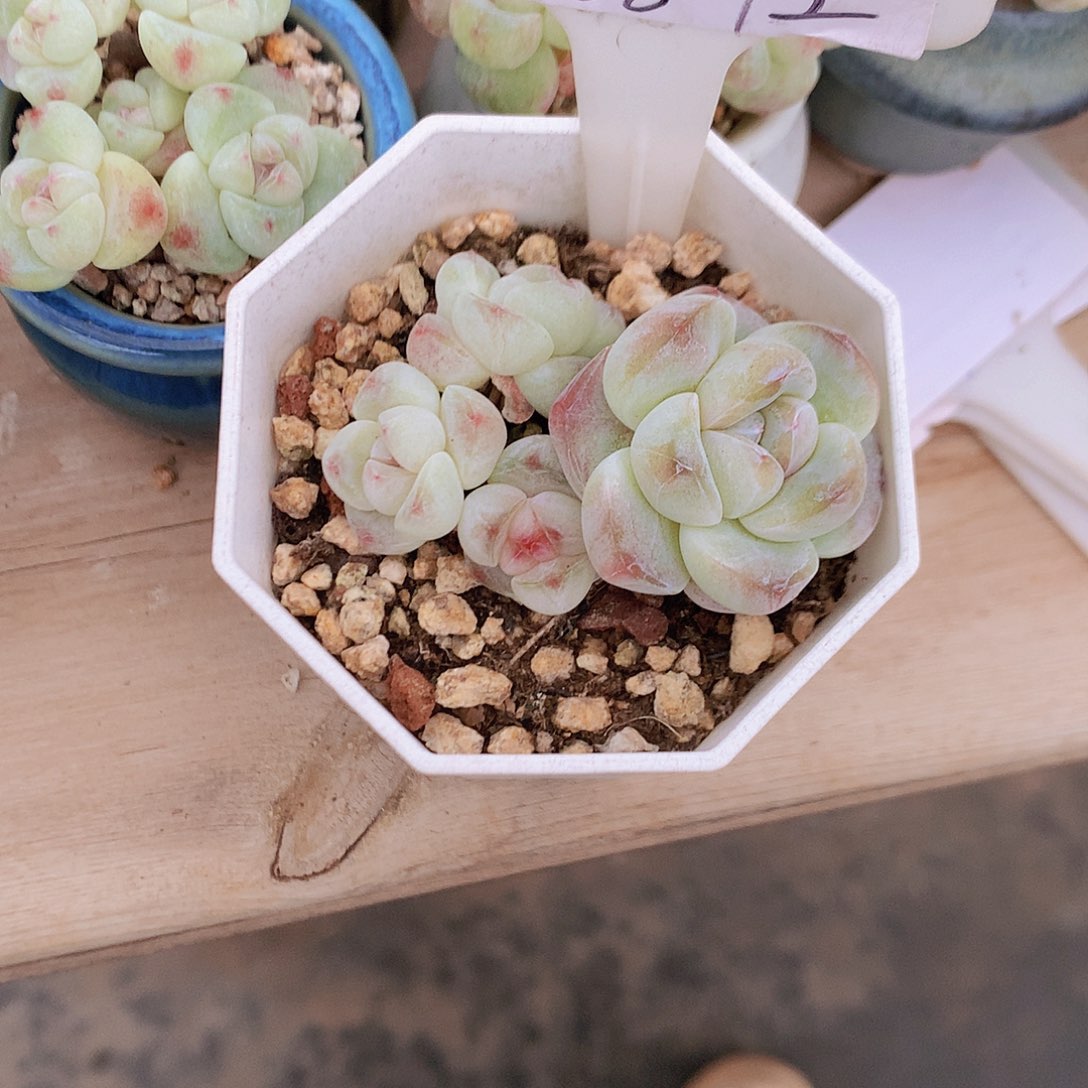 小沫带盆土发冰玉