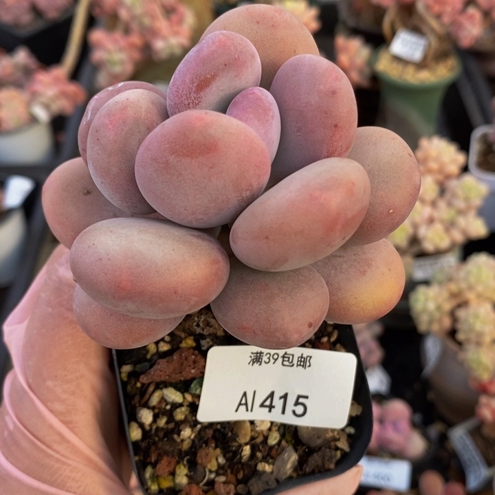 蛋黄奶单头415多肉植物