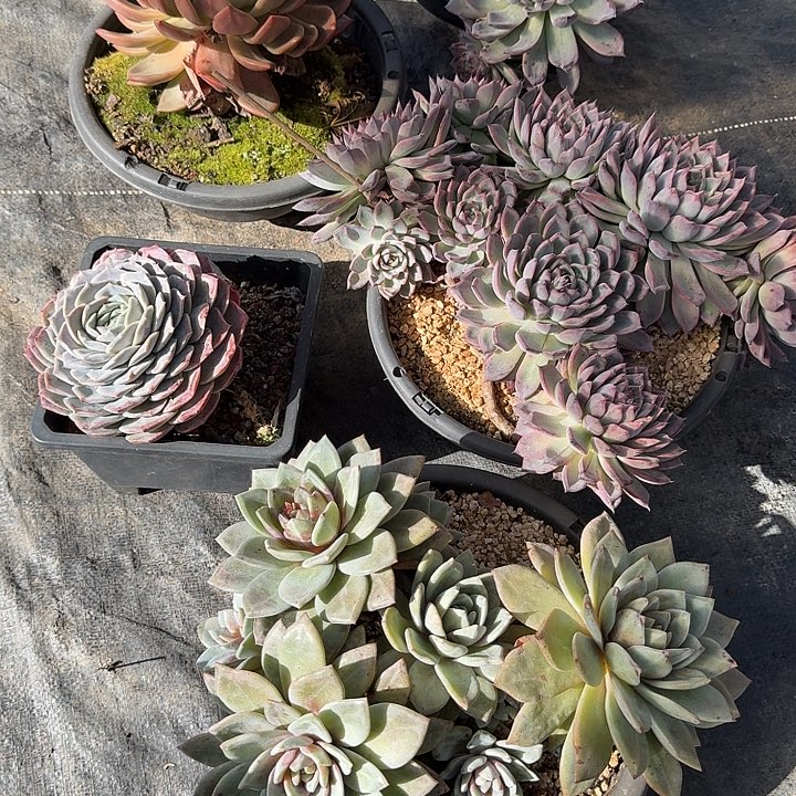 两颗黑天鹅，一颗德国香槟，物流