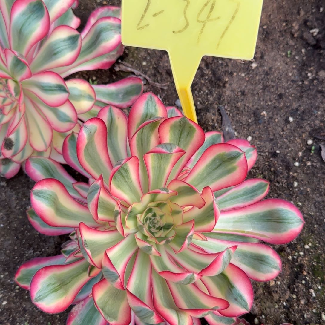 2-347多头多肉植物爱丽丝