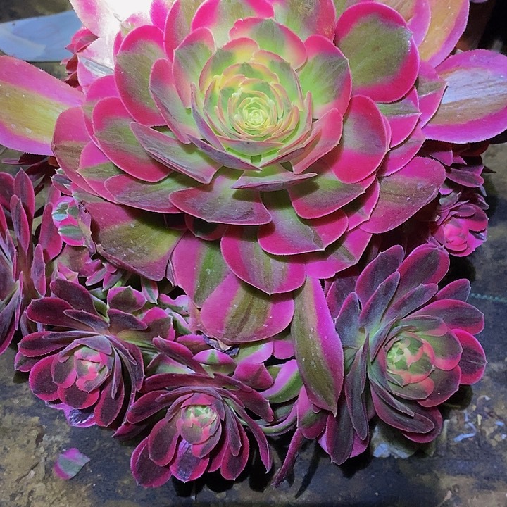 42号女妖多肉35.8