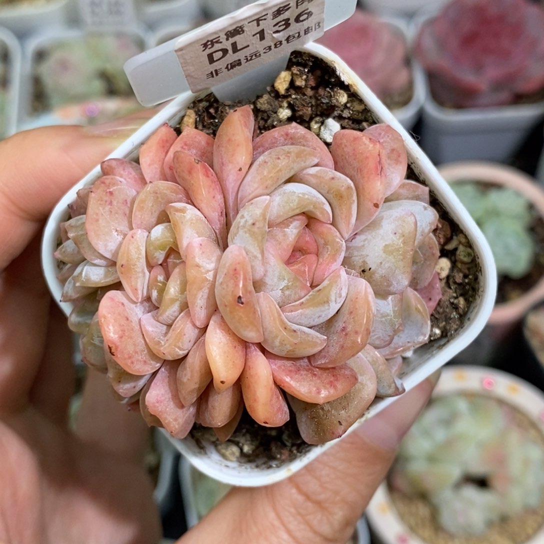 136东篱下多肉植物盆栽