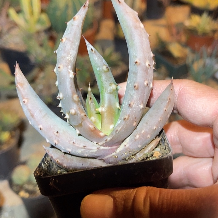 满38包邮2天凑单，脱土晾根发货多肉植物鬼切芦荟