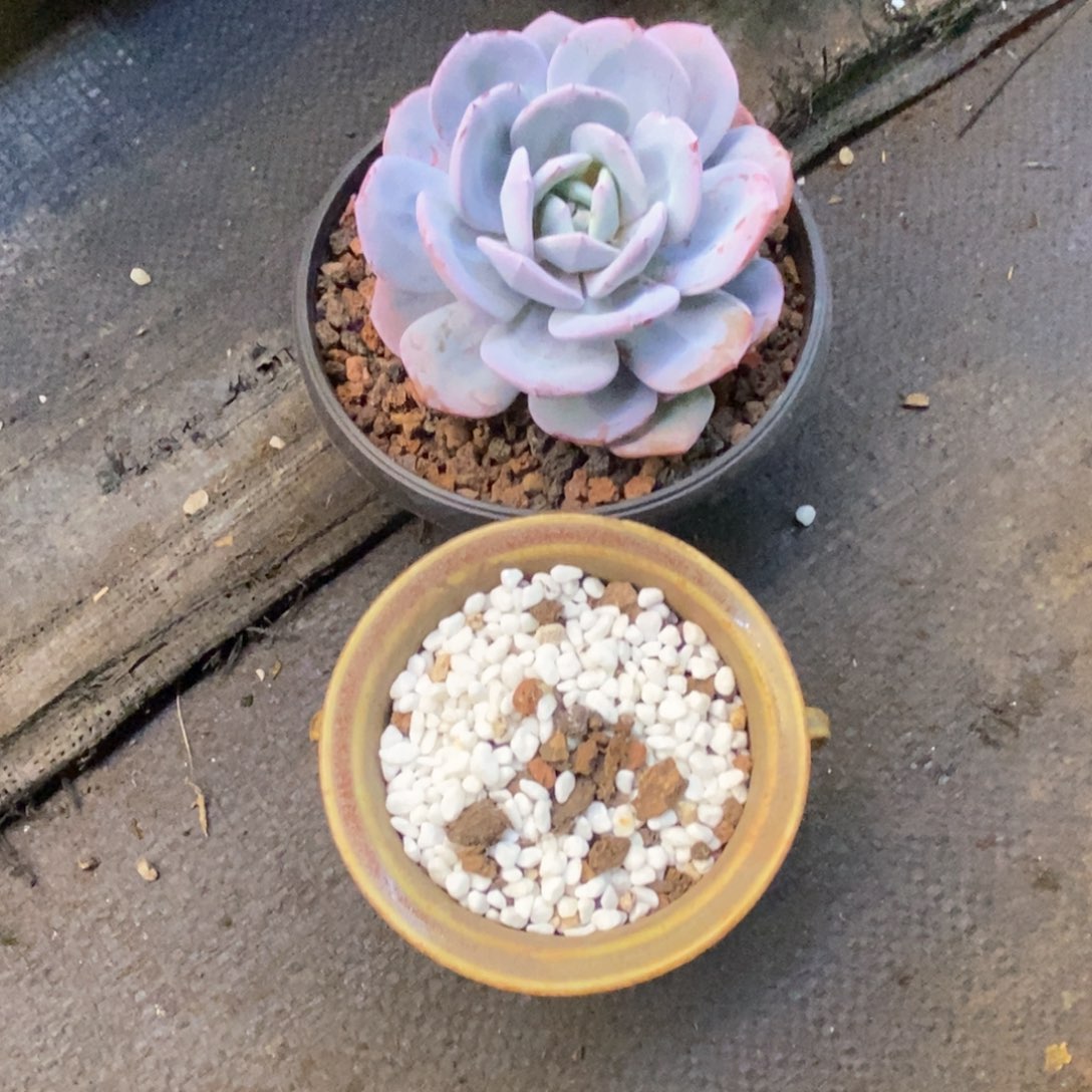 玛*?玛卡奶茶带盆多肉植物盆栽