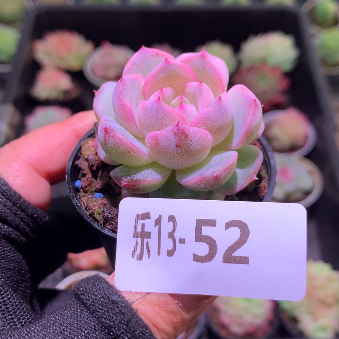 乐然13-52 新品单头