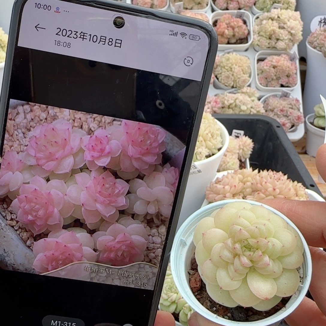 【闪购商品】0205-27（m1-315）