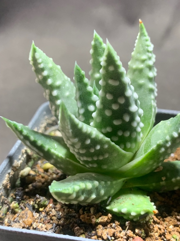 实生超短叶泪珠 大尤硬叶十二卷 一物一拍包邮非偏远