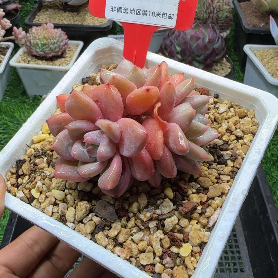 解忧多肉一物一拍编号38