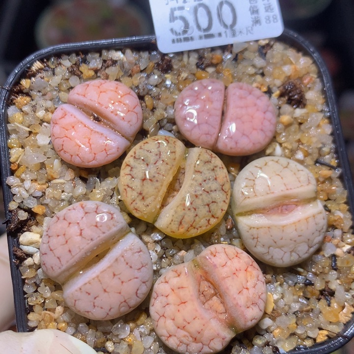 精品生石花221.500