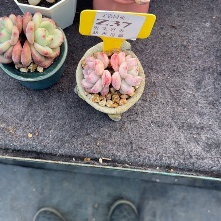 可***主多肉植物111111