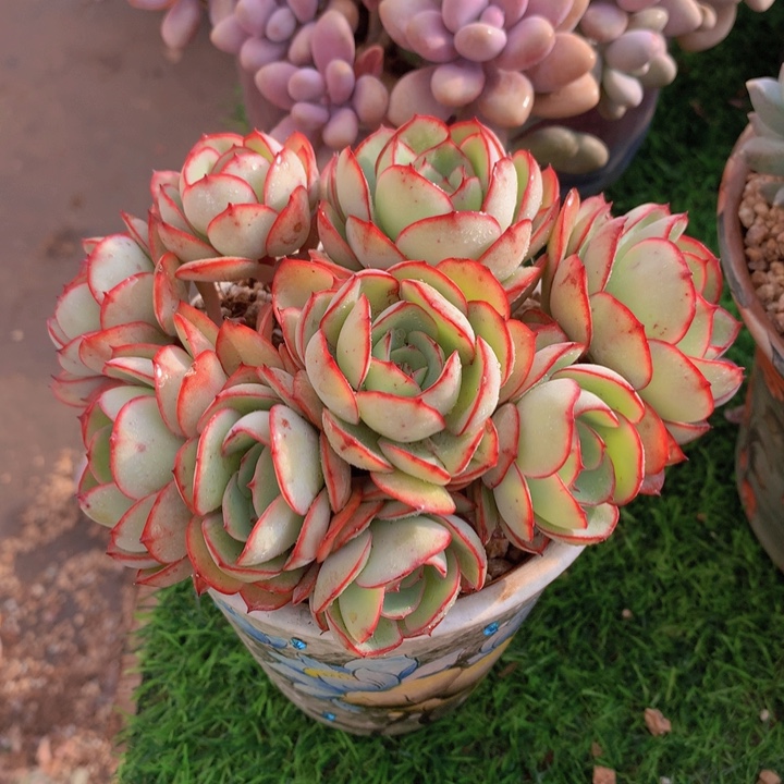 牡丹亭14 公分一物一拍